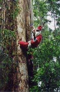 h&ouml;chster Weihnachtsbaum in Tasmanien bei www.wilderness.org.au