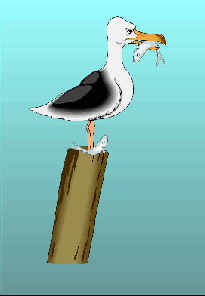 Lonely Bird - einsamer Vogel