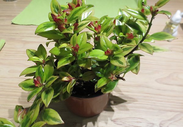 Zimmerpflanze Flammendes K&auml;tchen